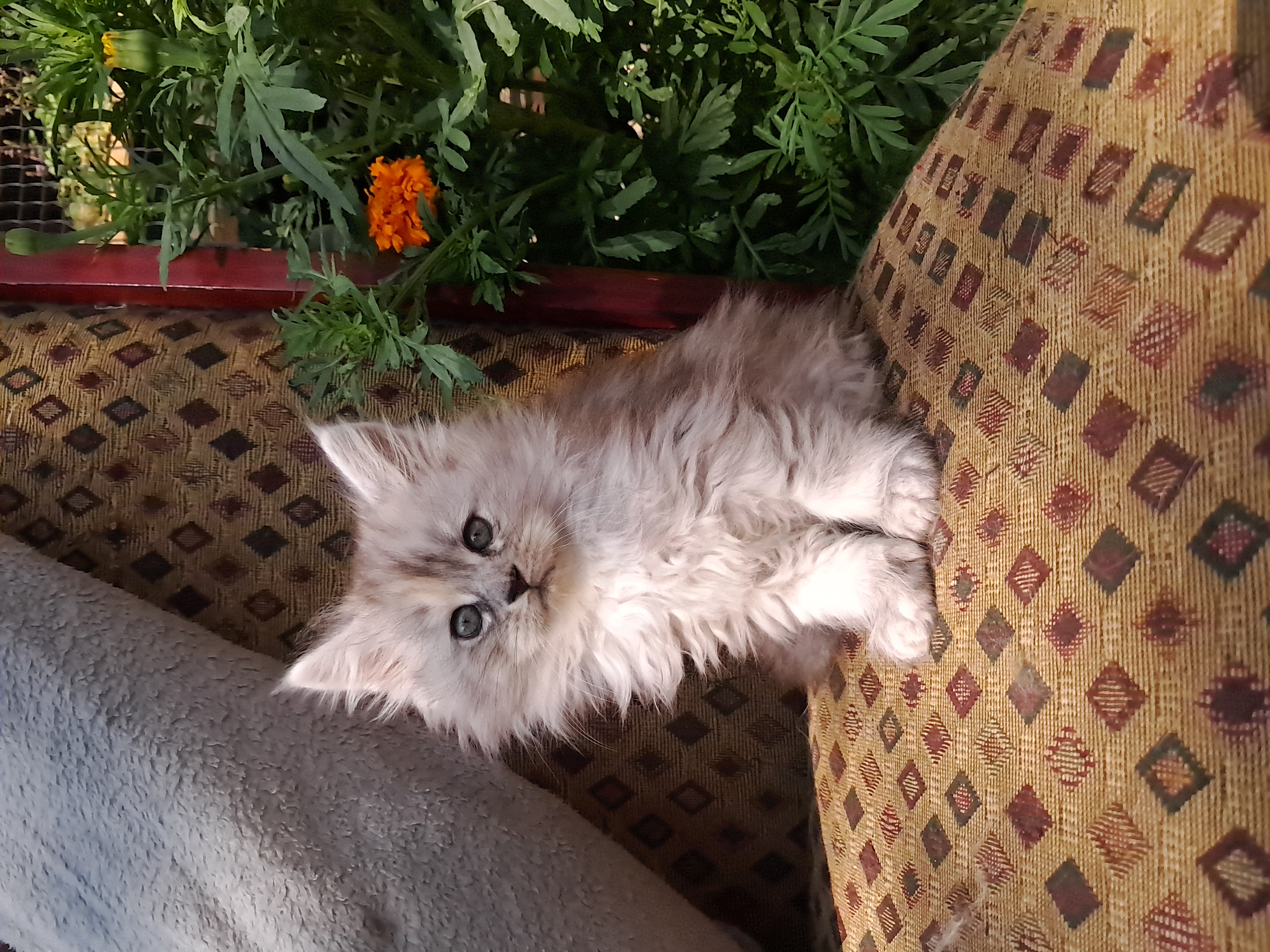 Maine Coon kitten