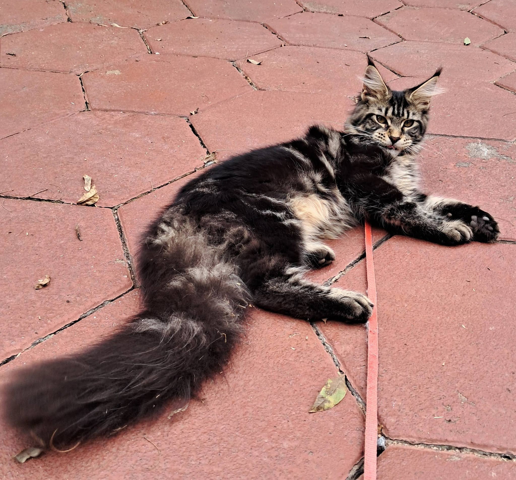 Sparkle Coon Future Breeding Cat