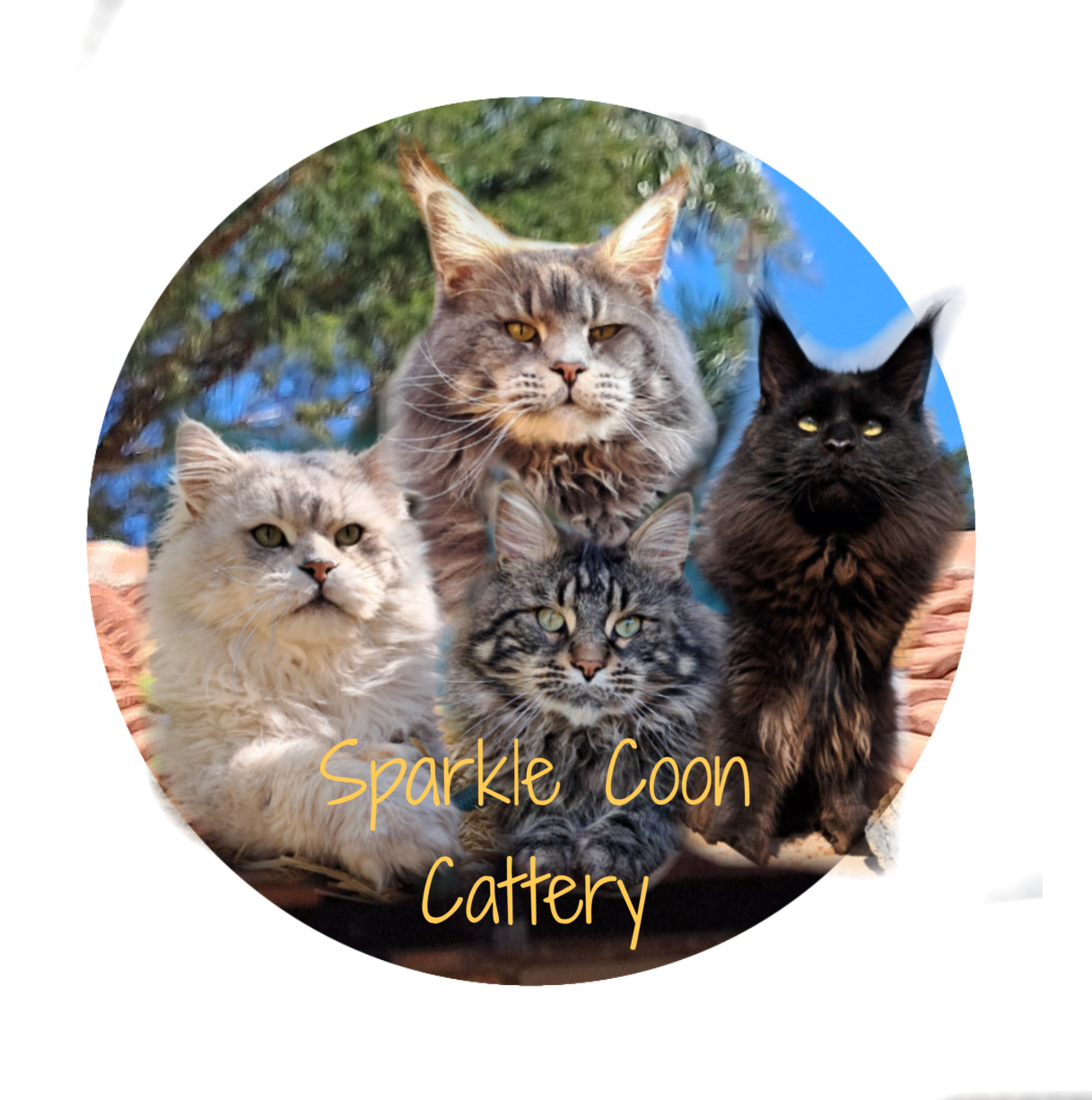 Sparkle Coon Cattery Logo