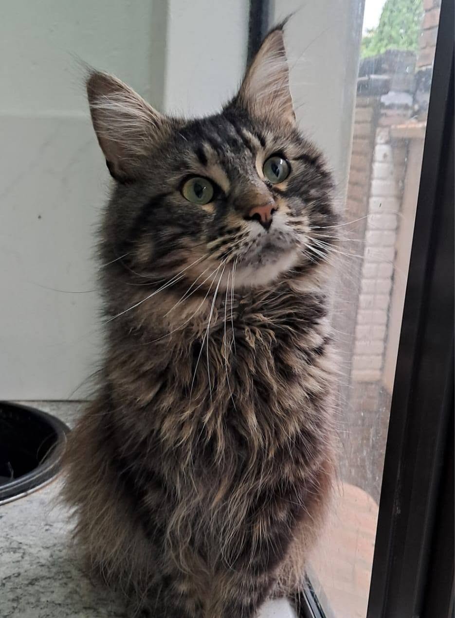 Sparkle Coon Lucky