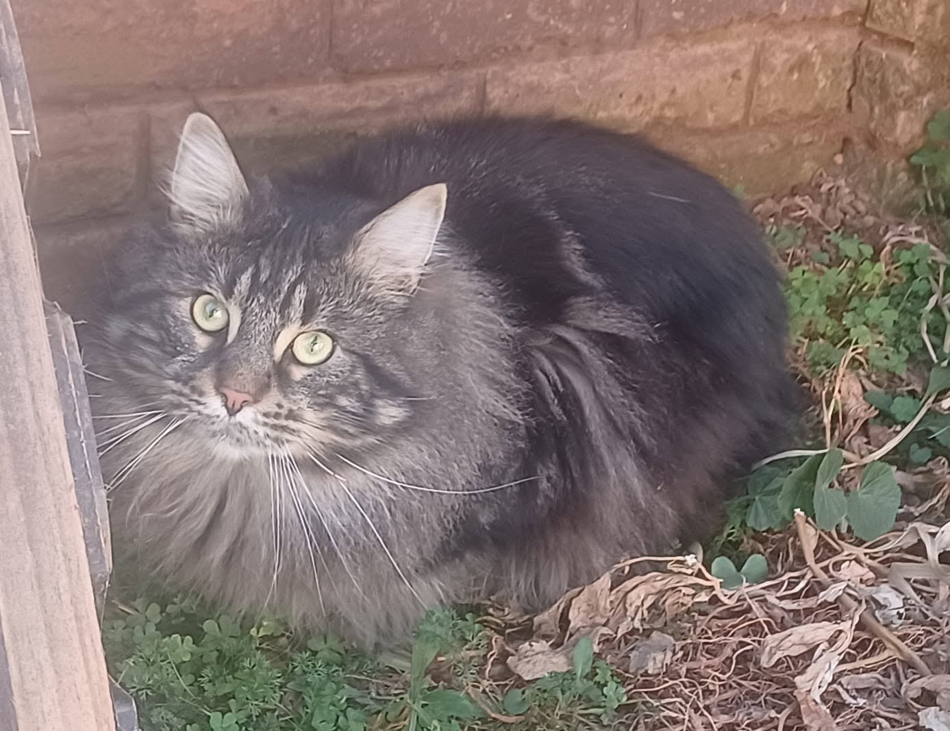 Sparkle Coon Lucky
