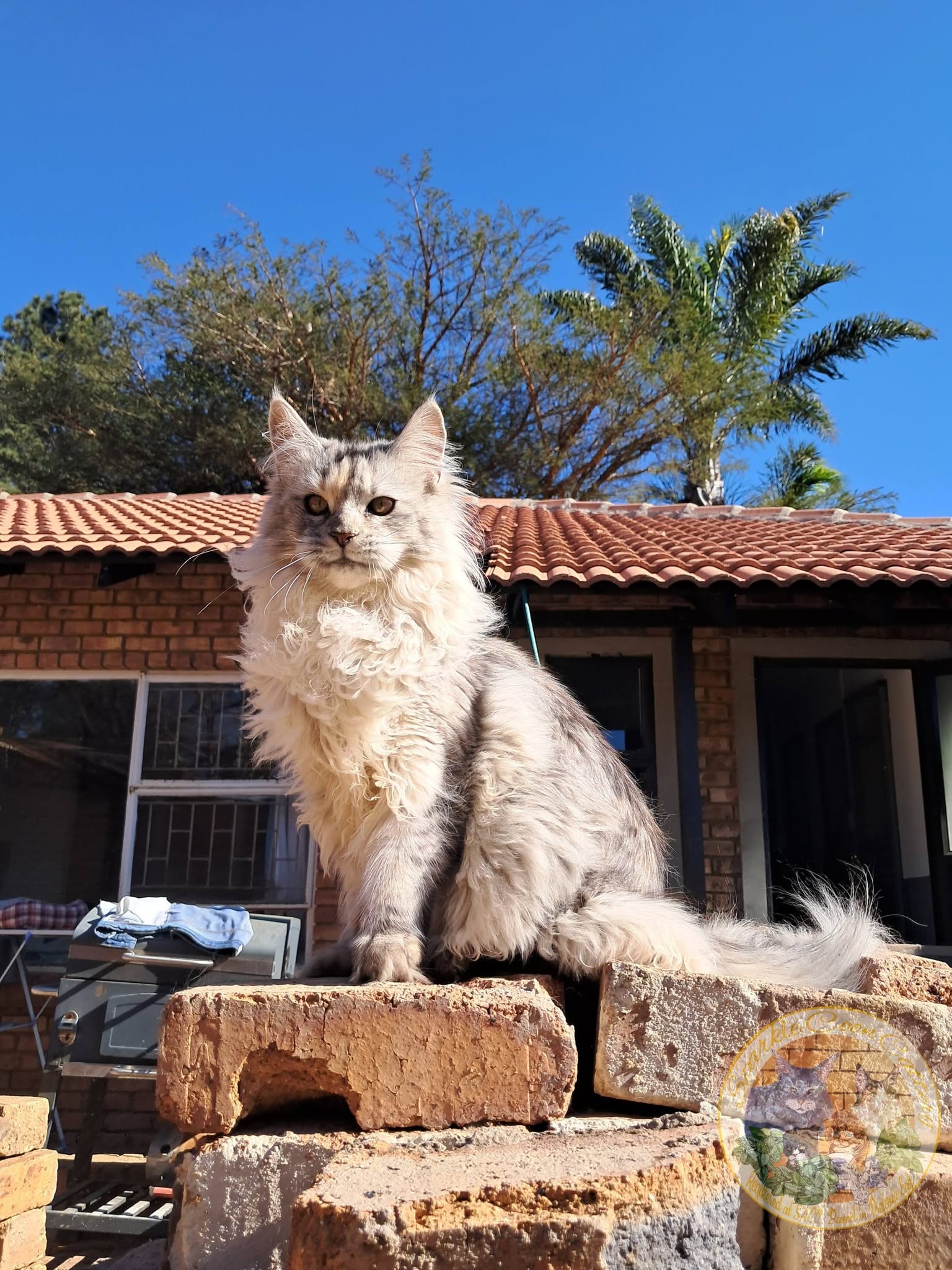 Sparkle Coon Next Generation