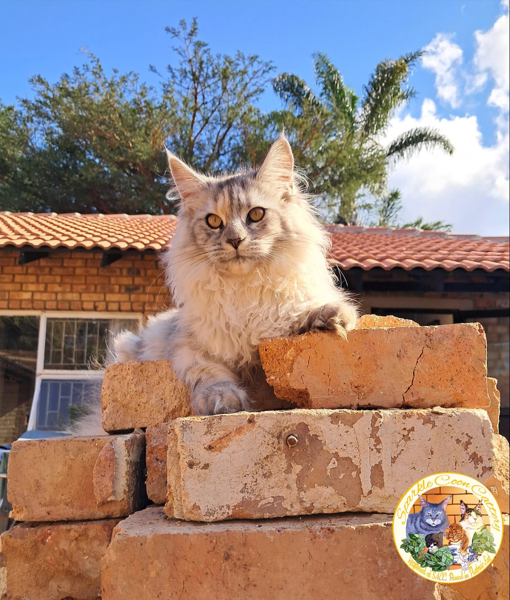 Sparkle Coon Next Generation