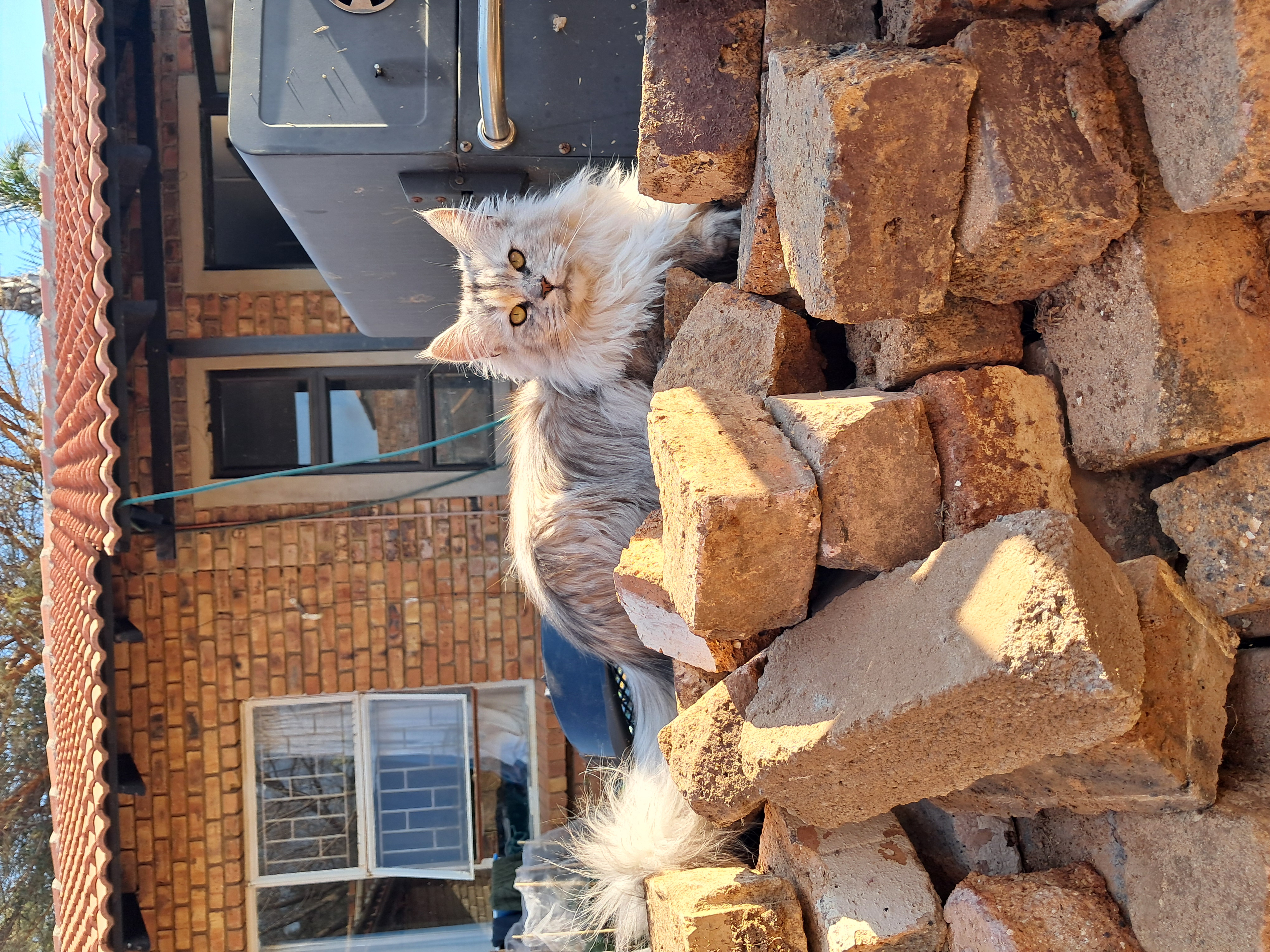 Sparkle Coon Next Generation
