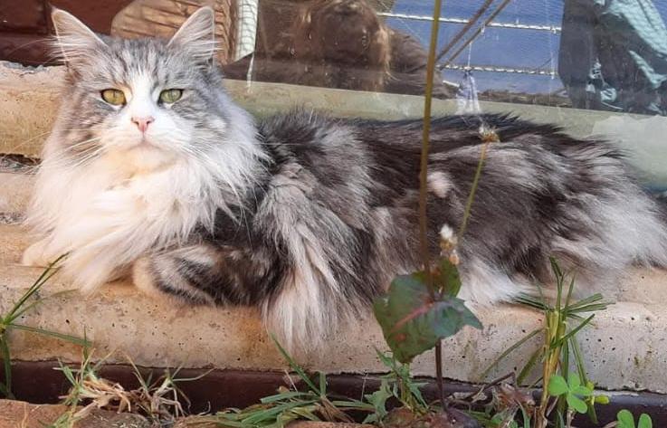Maine Coon cat Pearl
