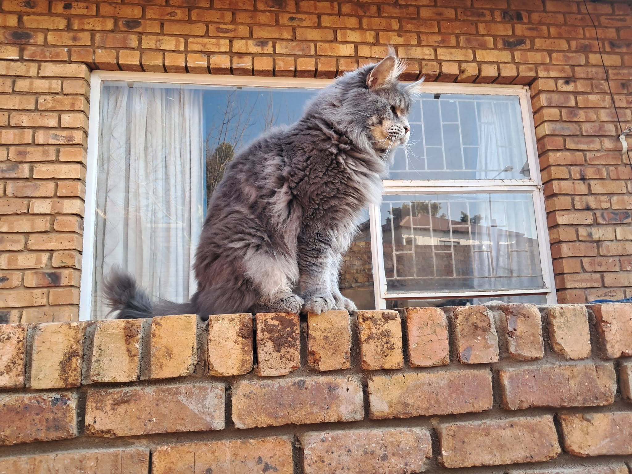 Sparkle Coon Thunder