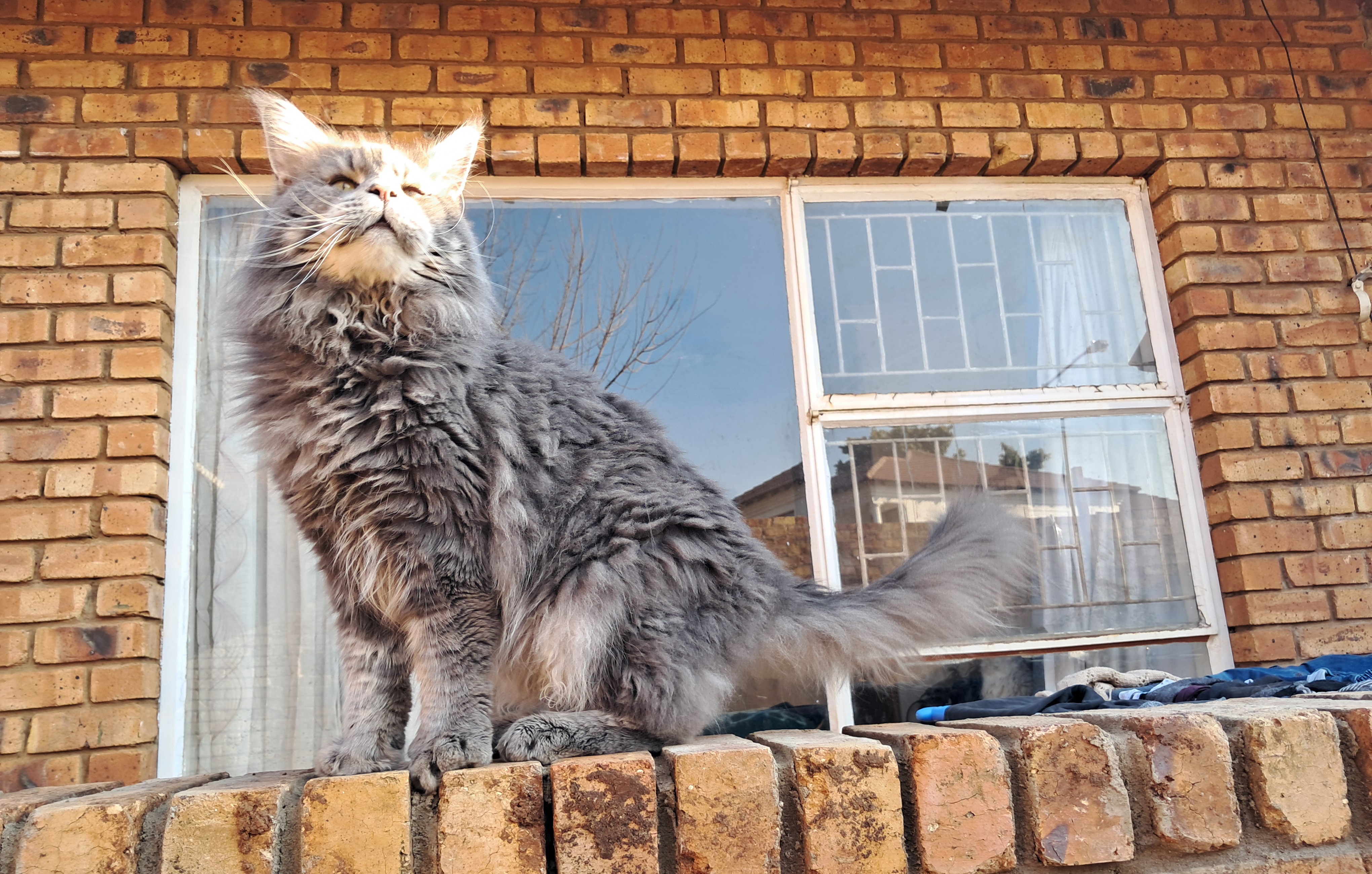Sparkle Coon's Thunder